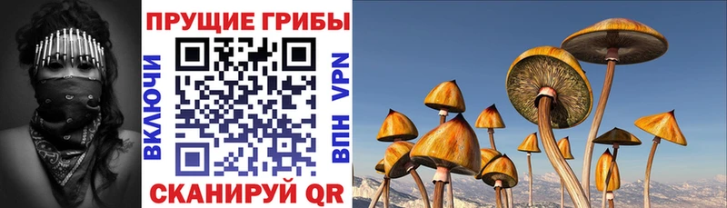 Псилоцибиновые грибы Psilocybe  купить   Георгиевск 